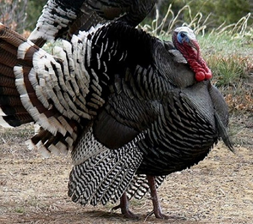 turkey500