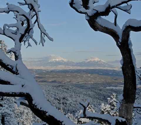 Snow-covered tree with Fisher Peak in the distance
