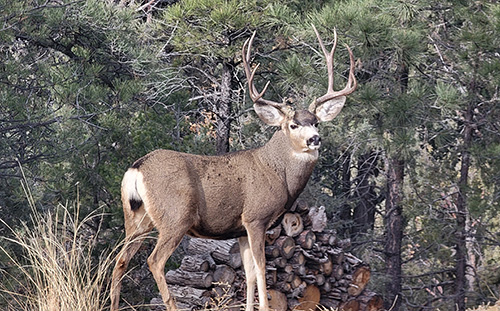 Wildlife